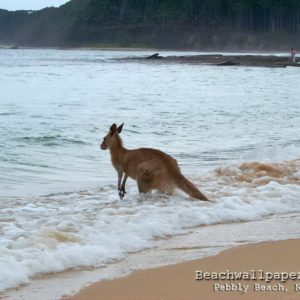 download Pin Kangaroo Hd Wallpaper on Pinterest