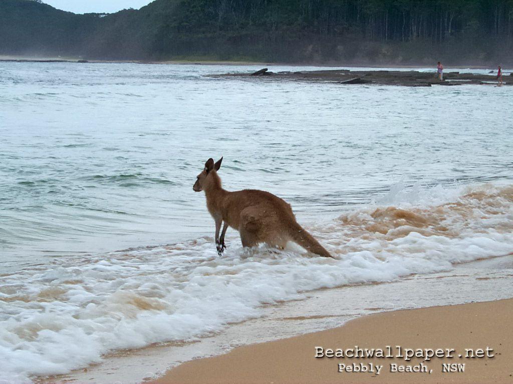 Pin Kangaroo Hd Wallpaper on Pinterest