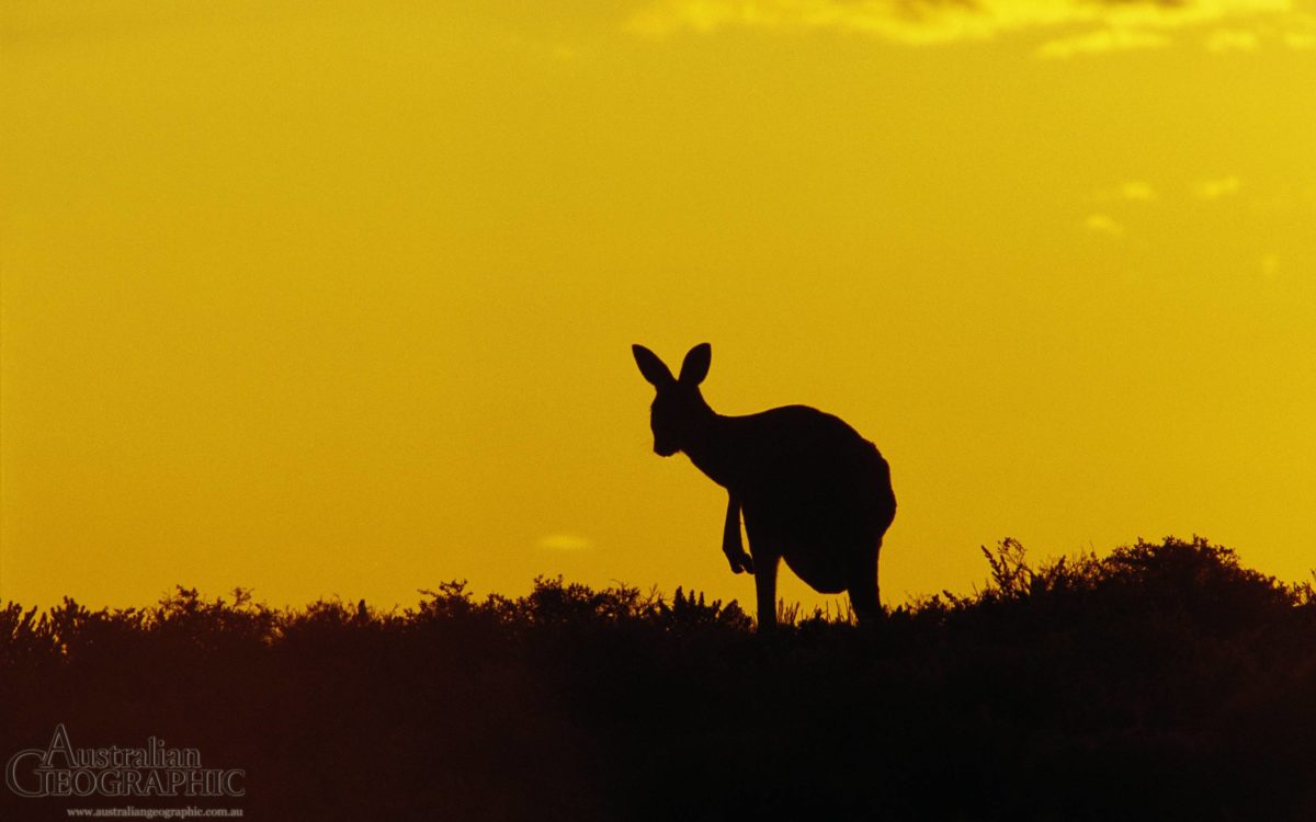 Kangaroo Sturt National Park New South Wales The (id: 186347 …