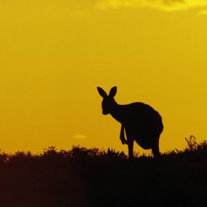download Kangaroo Sturt National Park New South Wales The (id: 186347 …