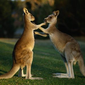 download Animal Kangaroos wallpaper – Animal Backgrounds