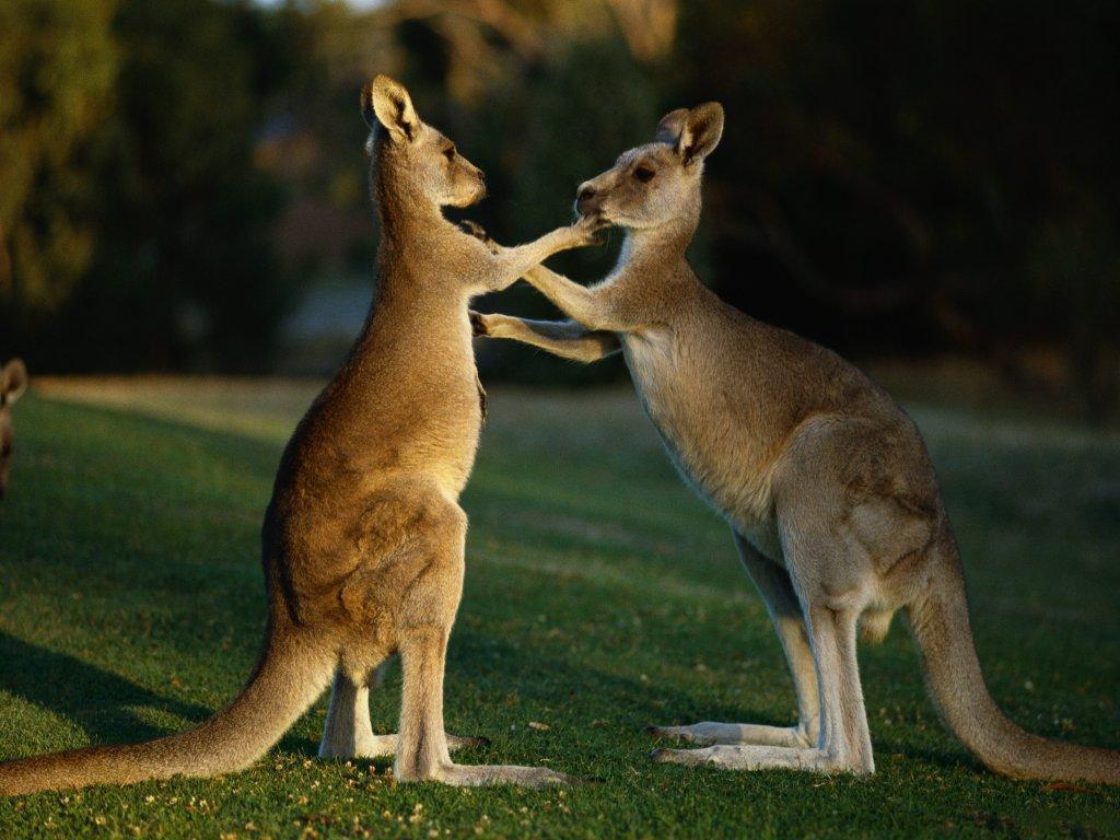 Animal Kangaroos wallpaper – Animal Backgrounds