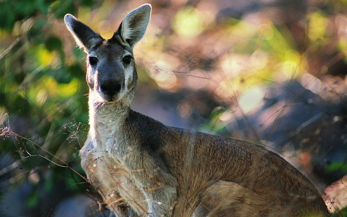 Kangaroo Computer Wallpapers, Desktop Backgrounds 1920×1200 Id: 406905