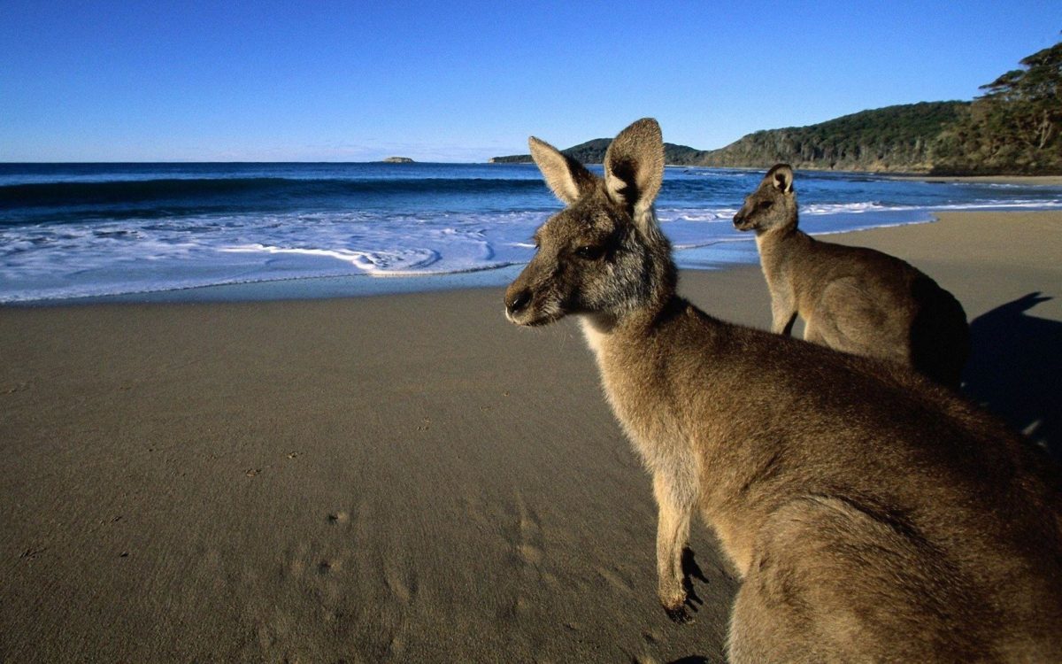 41 Kangaroo Wallpapers | Kangaroo Backgrounds