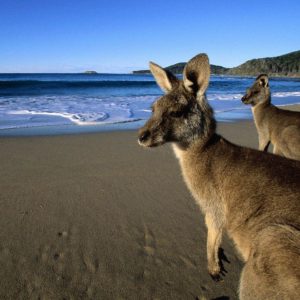 download 41 Kangaroo Wallpapers | Kangaroo Backgrounds