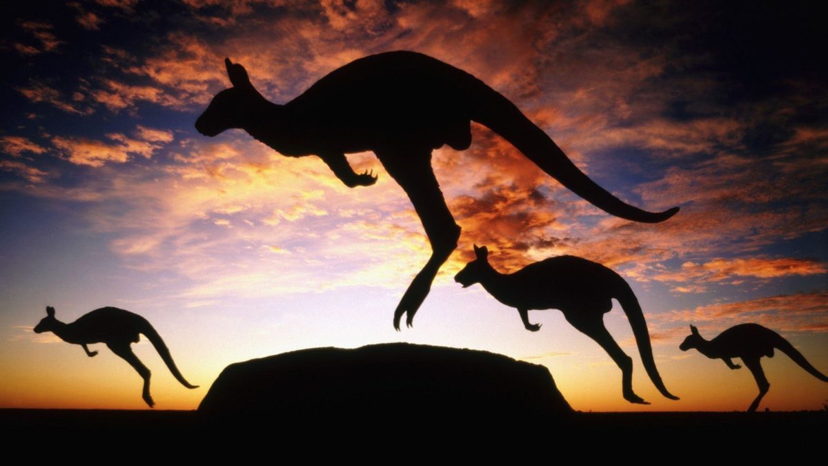 kangaroo HD Wallpaper Free Download | HD Free Wallpapers Download