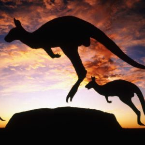 download kangaroo HD Wallpaper Free Download | HD Free Wallpapers Download
