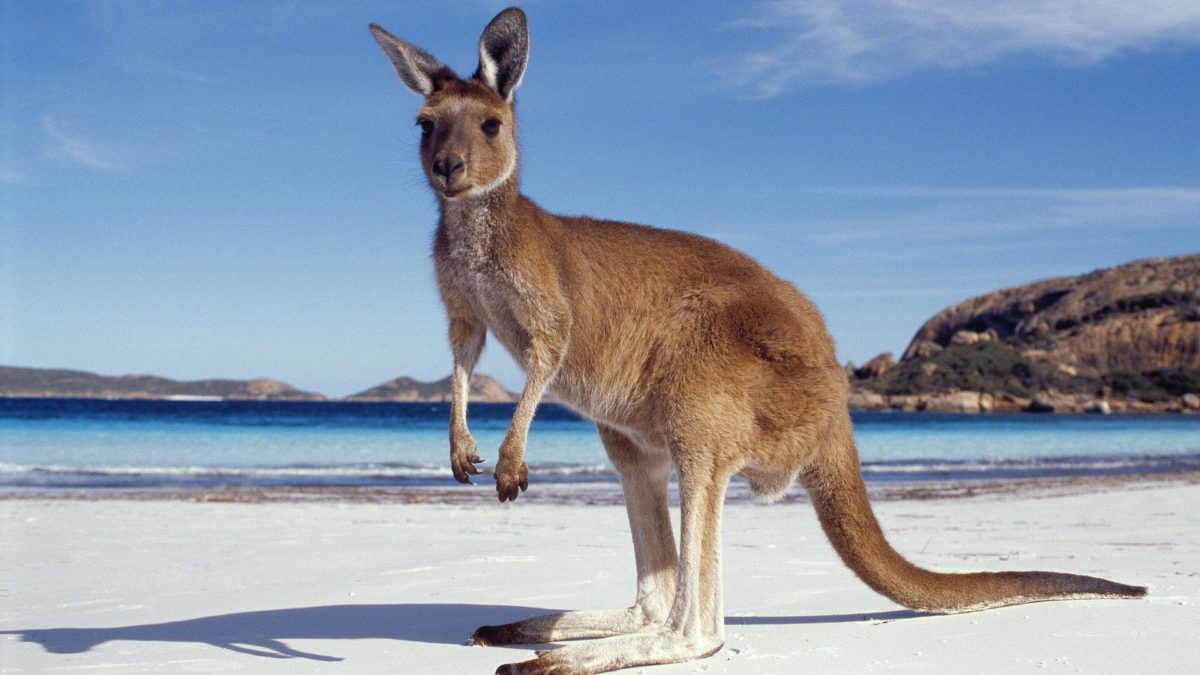 Kangaroo HD Wallpapers | Kangaroo Pictures Download | Cool Wallpapers