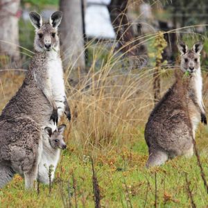download kangaroo wallpaper – Animal Backgrounds