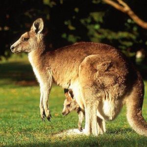 download Kangaroo wallpaper – Animal Backgrounds