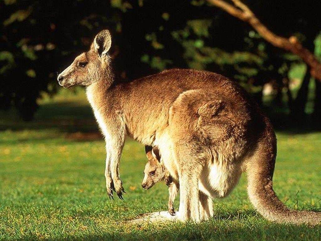 Kangaroo wallpaper – Animal Backgrounds