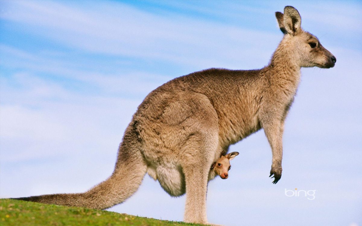 kangaroo with joey – Australian Joey's Wallpaper (29127952) – Fanpop
