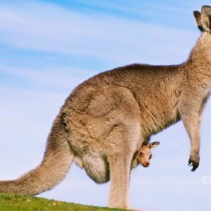 download kangaroo with joey – Australian Joey's Wallpaper (29127952) – Fanpop