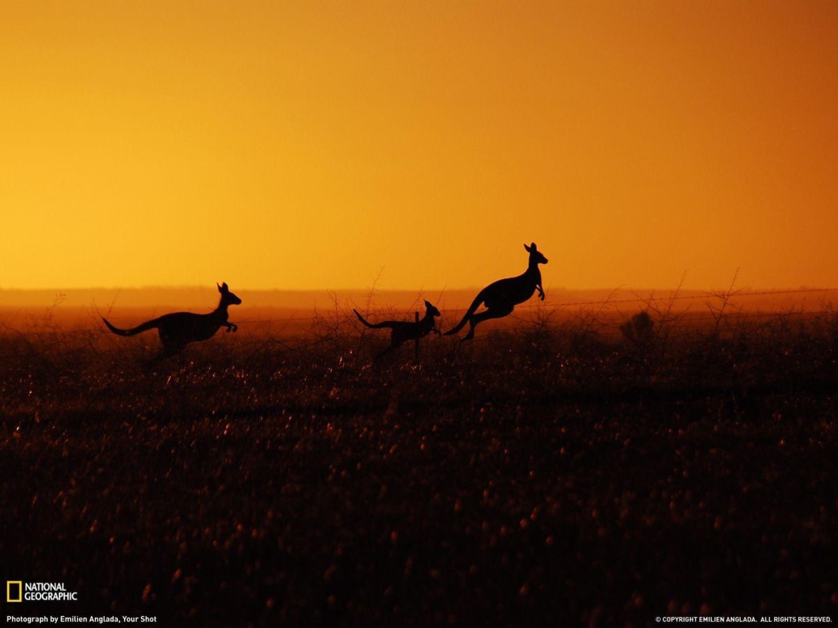 Kangaroo Picture – Animal Wallpaper – National Geographic Photo of …