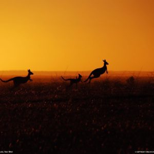 download Kangaroo Picture – Animal Wallpaper – National Geographic Photo of …