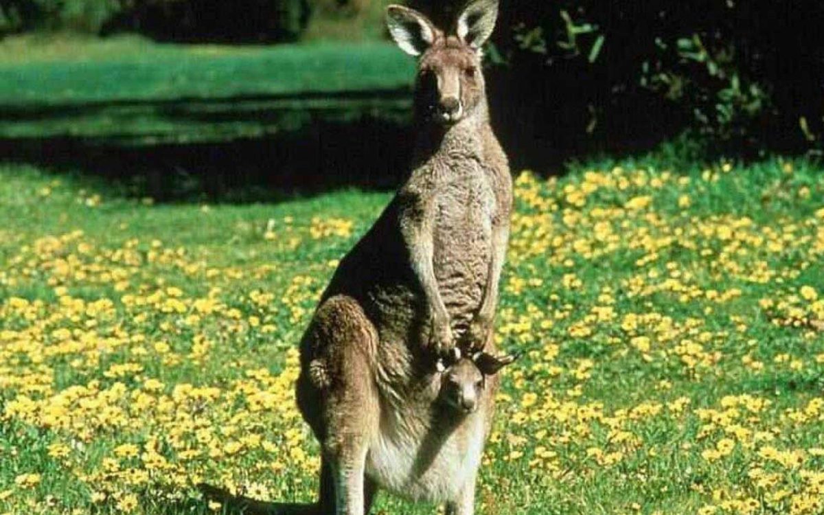 Kangaroo desktop wallpaper – Animal Backgrounds