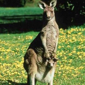 download Kangaroo desktop wallpaper – Animal Backgrounds
