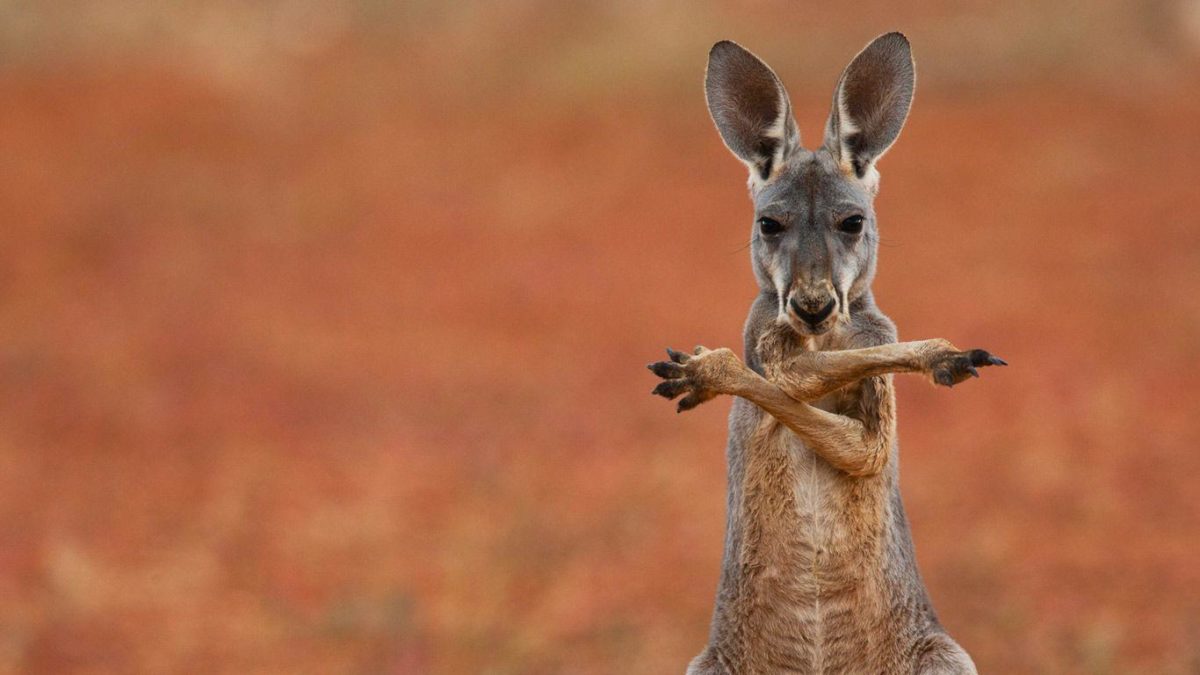 A red kangaroo in the Sturt Stony Desert, Australia – Bing …