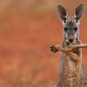 download A red kangaroo in the Sturt Stony Desert, Australia – Bing …