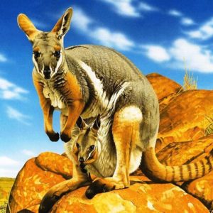 download Kangaroo Pics HD (6) – Zem Wallpaper Is The Best Place Where You …