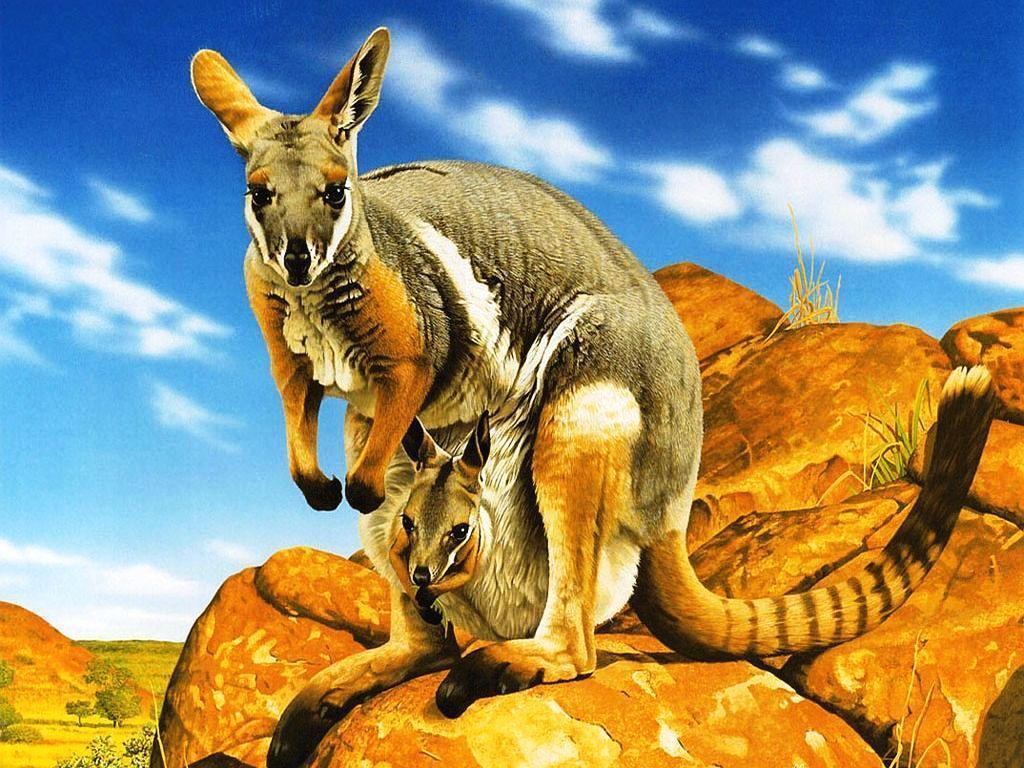 Kangaroo Pics HD (6) – Zem Wallpaper Is The Best Place Where You …