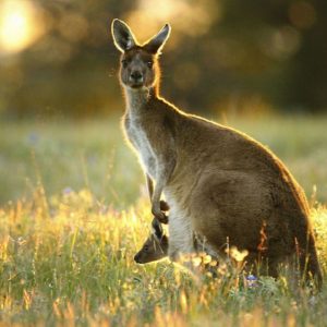 download Australian Kangaroo And Joey Images & Pictures – Becuo
