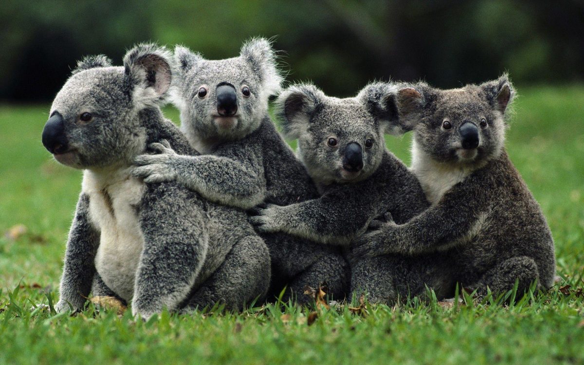 Fonds d'écran Koala : tous les wallpapers Koala