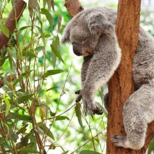 download 41 Koala Wallpapers | Koala Backgrounds