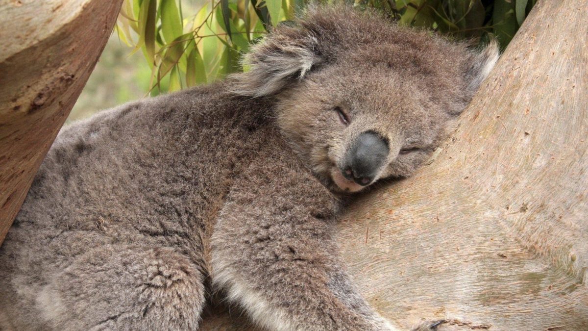 Fonds d'écran Koala : tous les wallpapers Koala