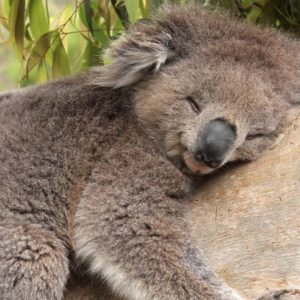download Fonds d'écran Koala : tous les wallpapers Koala