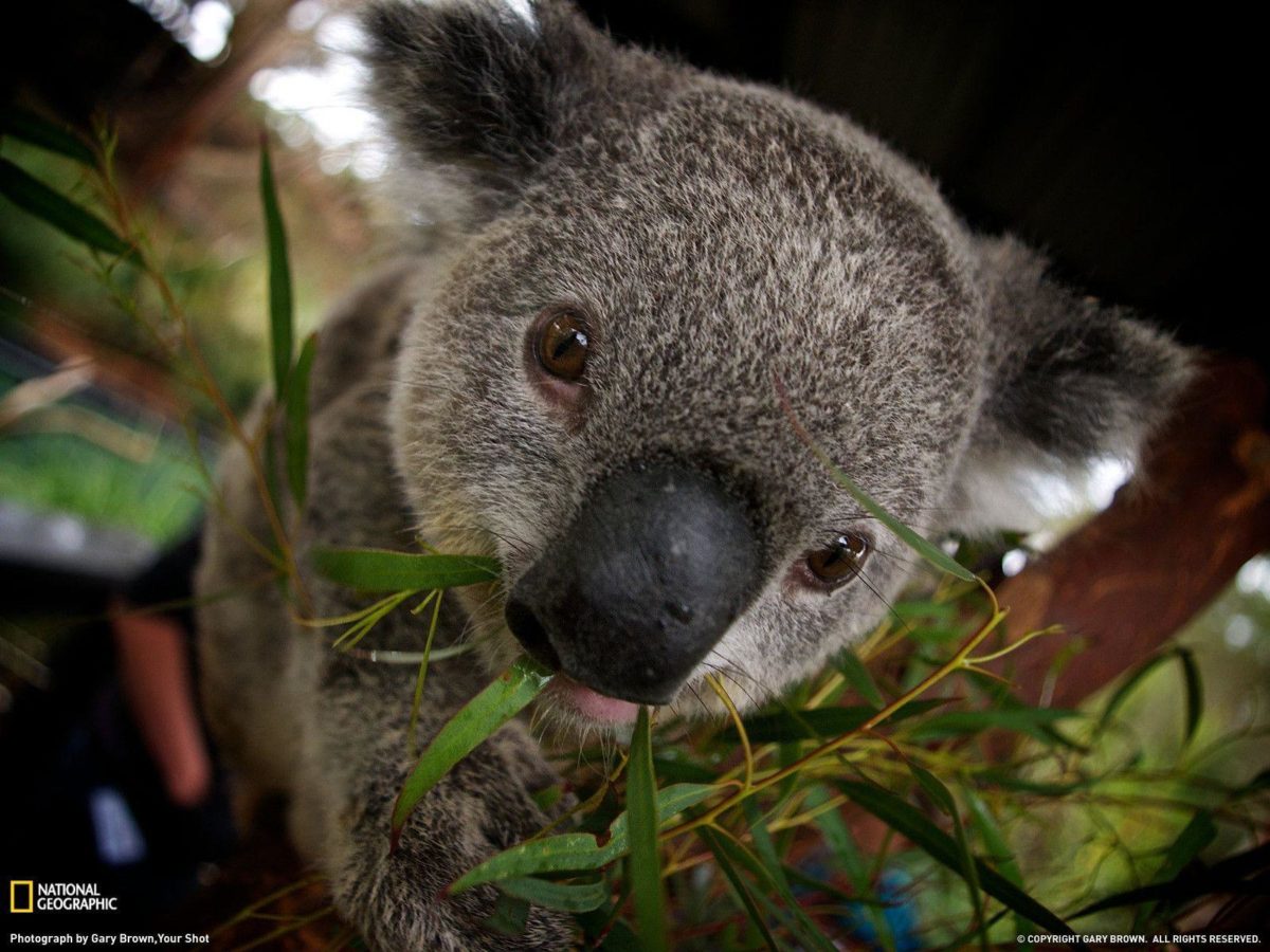 Koala Picture – Animal Wallpaper – National Geographic Photo of …