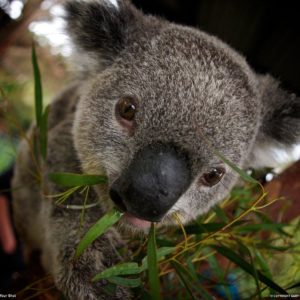 download Koala Picture – Animal Wallpaper – National Geographic Photo of …
