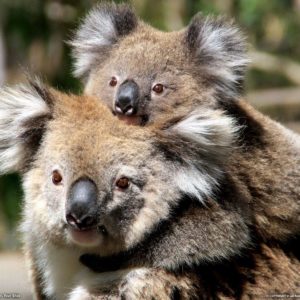 download Mother and Baby Koala, Australia