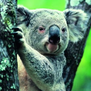 download Koala Widescreen Wallpapers – HD Wallpapers Inn
