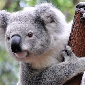 download 41 Koala Wallpapers | Koala Backgrounds