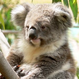 download Koala Wallpapers – Full HD wallpaper search