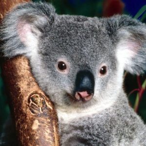download Koala Wallpapers | HD Background Point