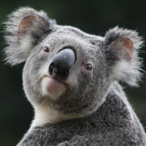 download Wallpapers For > Cute Koala Wallpaper