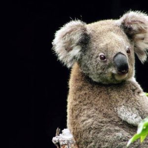 download My Free Wallpapers – Nature Wallpaper : Koala