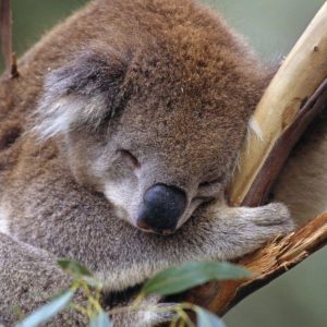 download Sleeping koala wallpaper – Animal wallpapers – #