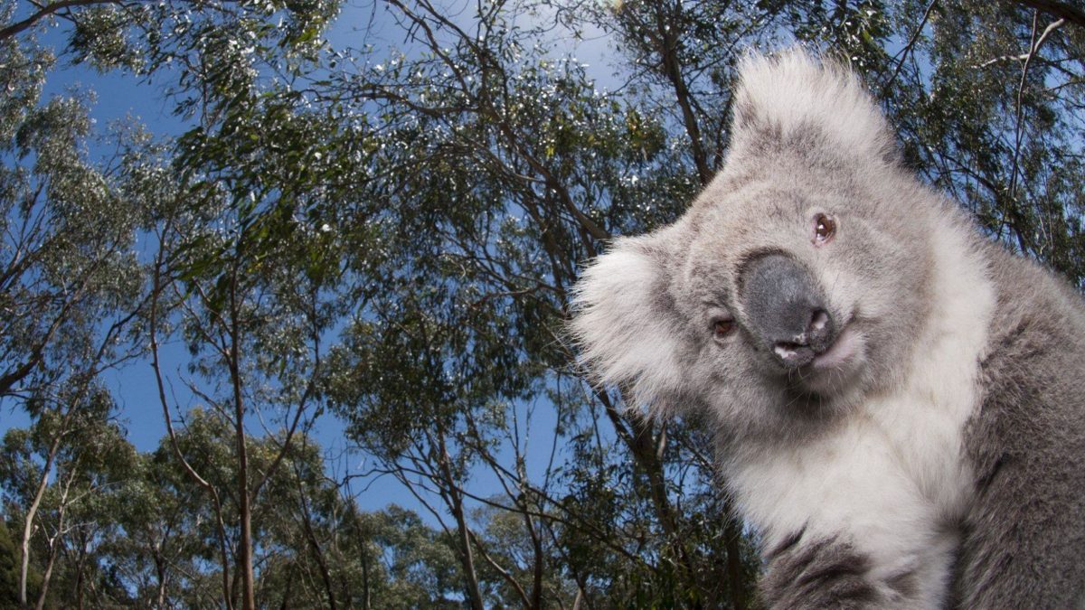 Koala hq wallpaper – Animal Backgrounds