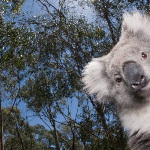 download Koala hq wallpaper – Animal Backgrounds