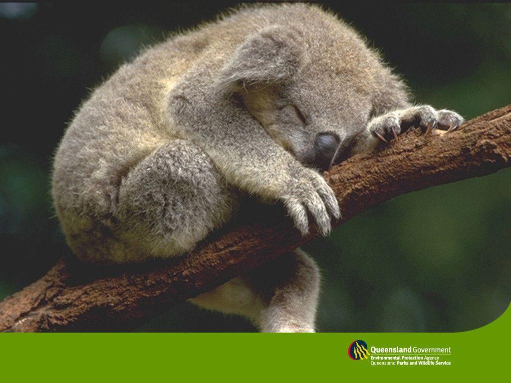 sleeping koala wallpaper – Animal Backgrounds