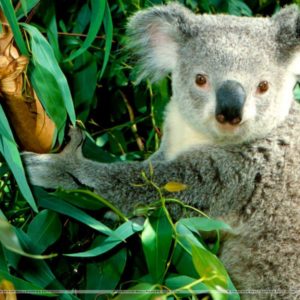 download Hanging Out Koala Wallpaper