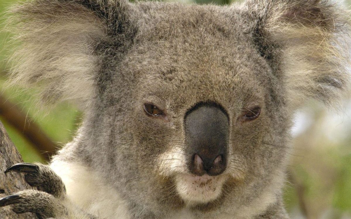 Brisbane Australia – koala wallpaper – 1440×900 wallpaper download –