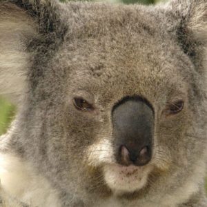 download Brisbane Australia – koala wallpaper – 1440×900 wallpaper download –