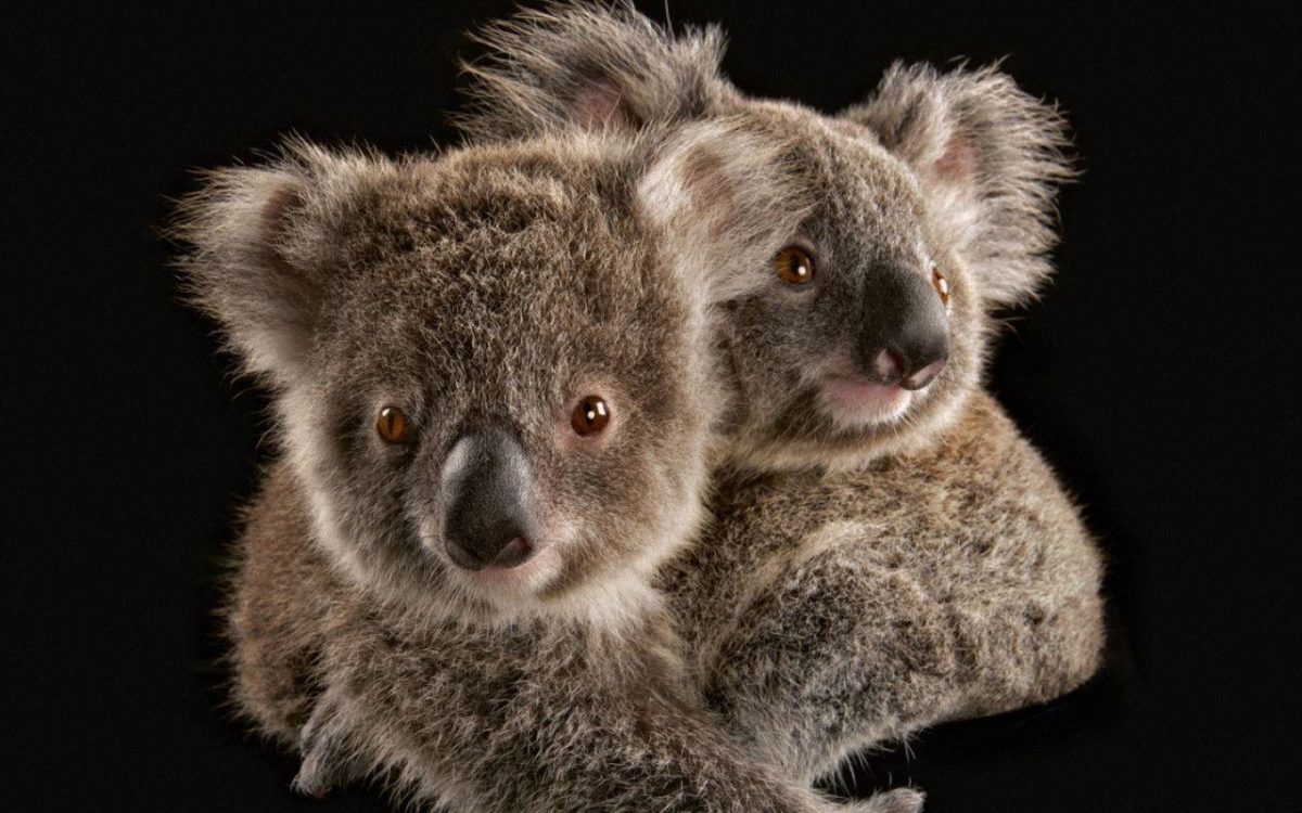 Koala – Australia Wallpaper (32220209) – Fanpop
