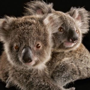 download Koala – Australia Wallpaper (32220209) – Fanpop