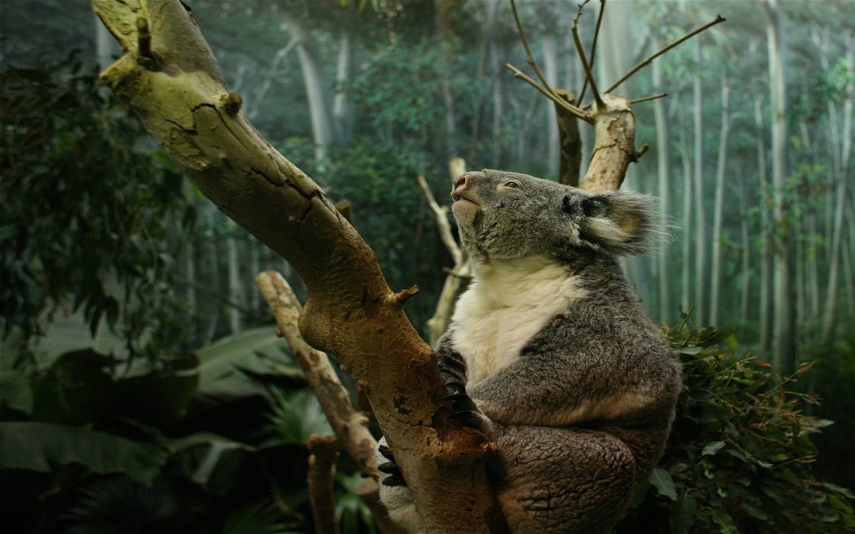 Koala HD background wallpaper – Animal Backgrounds