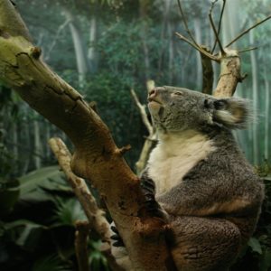 download Koala HD background wallpaper – Animal Backgrounds